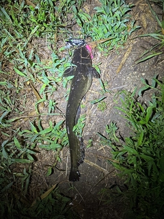 ニホンナマズの釣果
