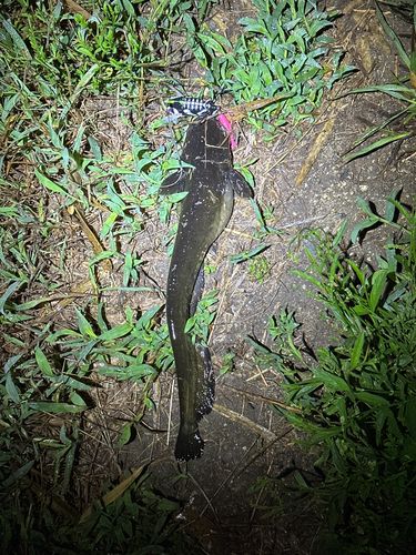 ニホンナマズの釣果