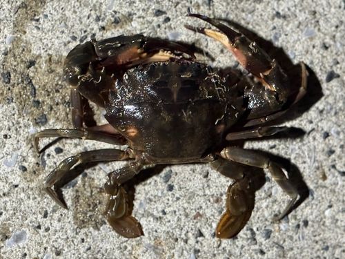 ガザミの釣果