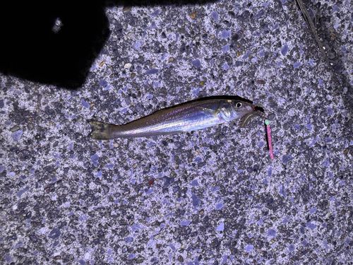 シロギスの釣果