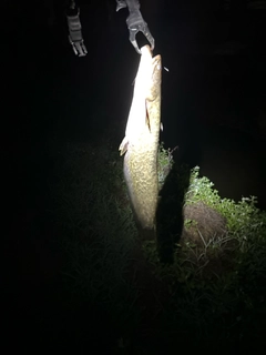 ニホンナマズの釣果
