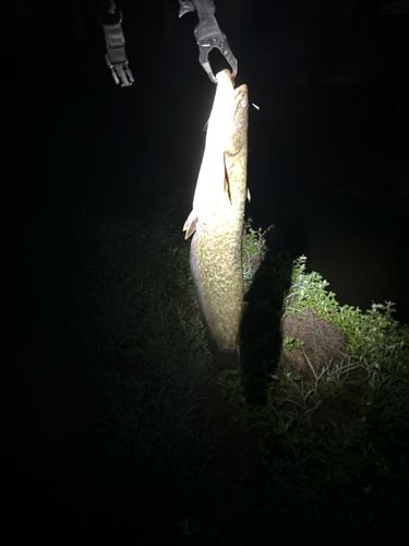 ニホンナマズの釣果
