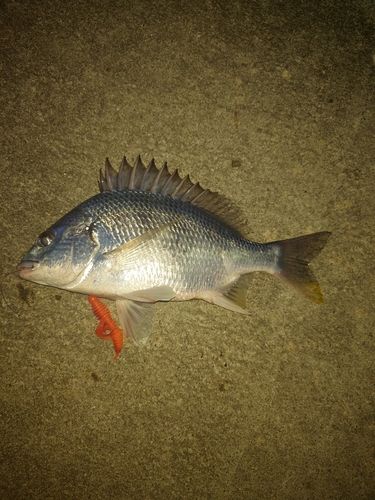 キビレの釣果