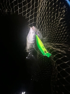 キビレの釣果