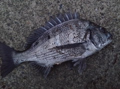 クロダイの釣果