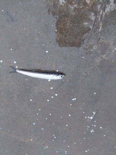 カタクチイワシの釣果