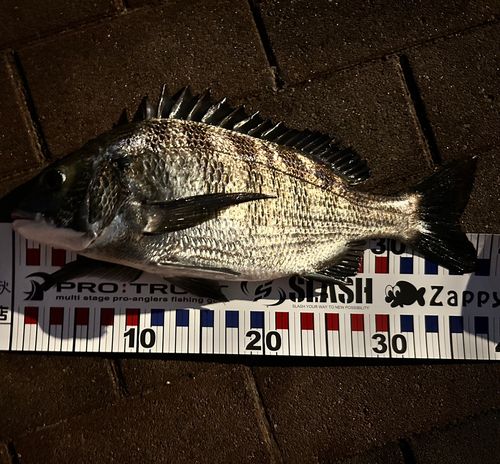 チヌの釣果