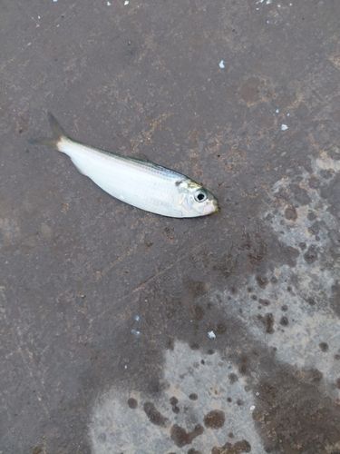 ママカリの釣果