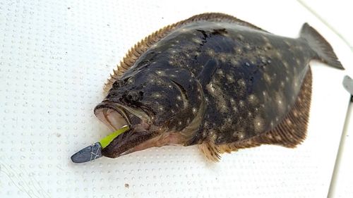 ヒラメの釣果