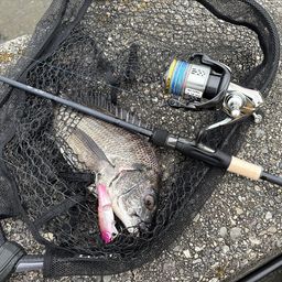 クロダイ
