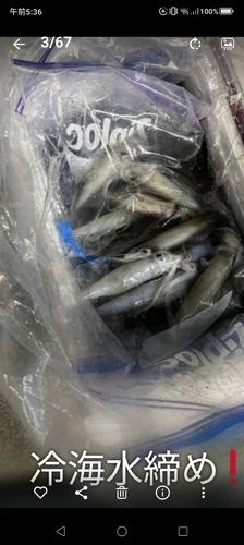 ケンサキイカの釣果