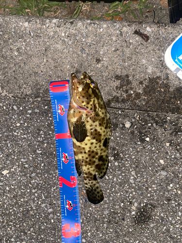 ヤイトハタの釣果