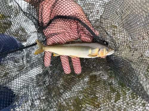 アユの釣果