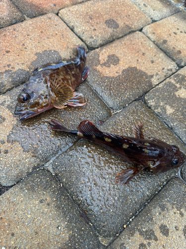 カサゴの釣果