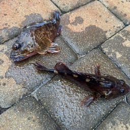 カサゴ