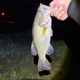 ラージマウスバス