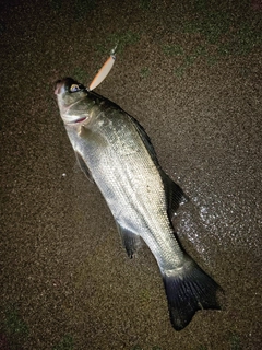 セイゴ(マルスズキ)の釣果