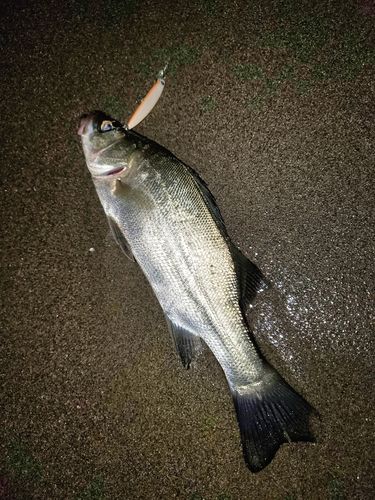 セイゴ（マルスズキ）の釣果