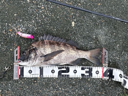 クロダイの釣果