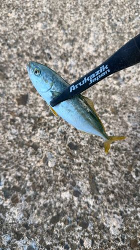 ヤズの釣果