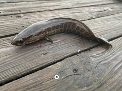 カムルチーの釣果