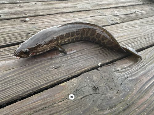 カムルチーの釣果