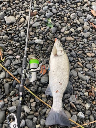 ヒラスズキの釣果