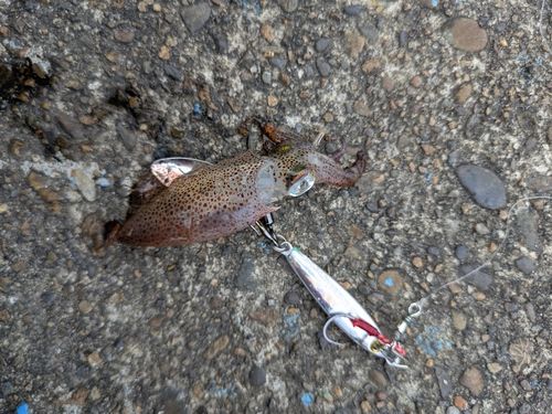 イカの釣果