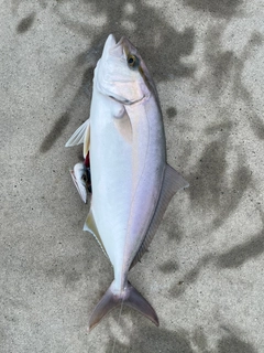 カンパチの釣果