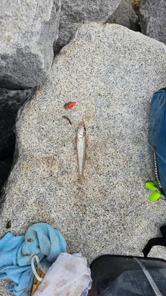 キスの釣果