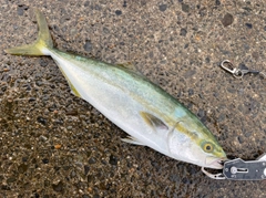 イナダの釣果