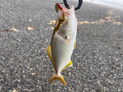 シオの釣果