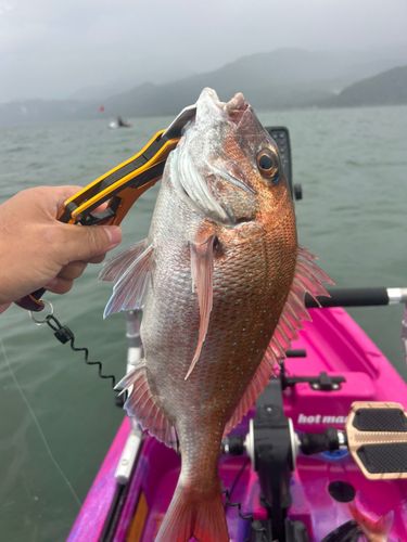 マダイの釣果
