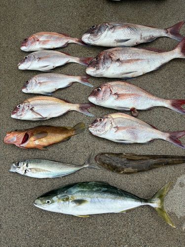 マダイの釣果