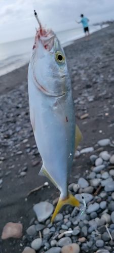 ワカシの釣果