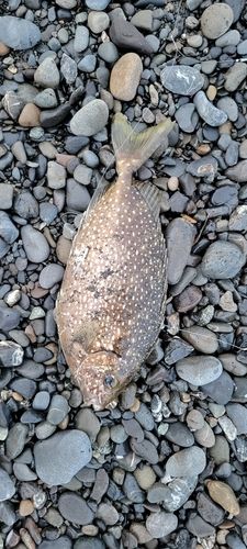 アイゴの釣果