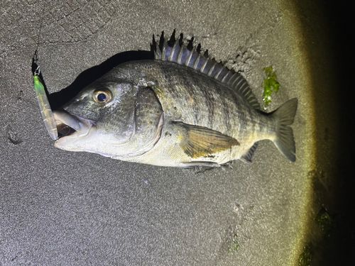 チヌの釣果