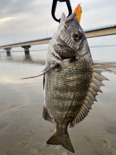 チヌの釣果