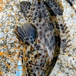 チャイロマルハタ