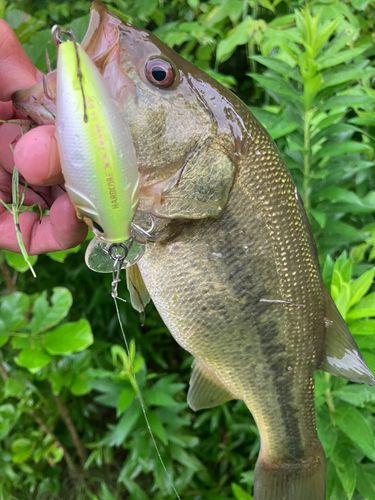 ラージマウスバスの釣果
