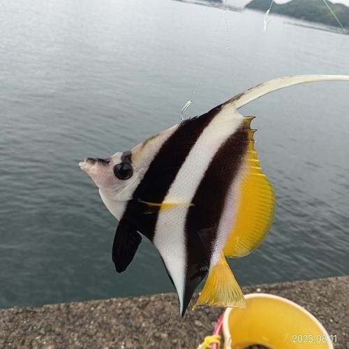 オヤビッチャの釣果