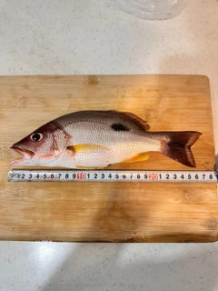 クロホシフエダイの釣果
