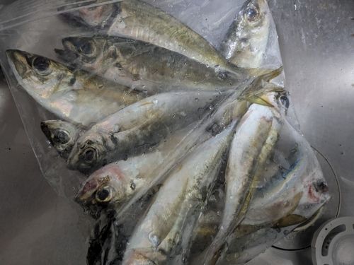 アジの釣果