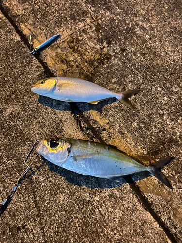 メアジの釣果