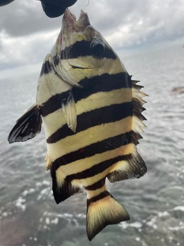 シマダイの釣果