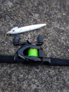 カマスの釣果