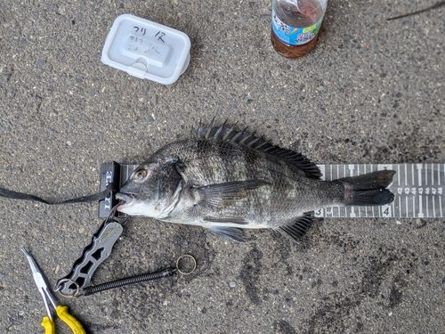 クロダイの釣果