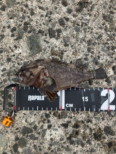 ムラソイの釣果