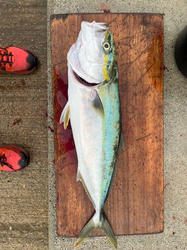 メジロの釣果