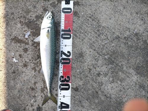 サバの釣果